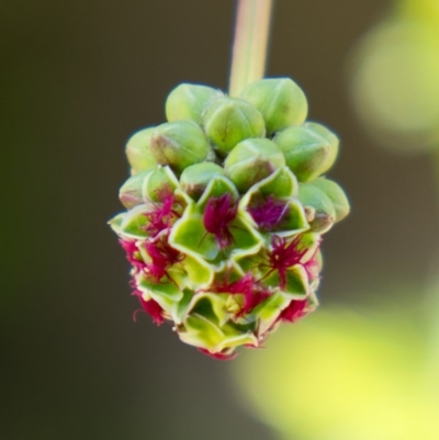 Sanguisorba minor (Salad Burnet, Sheep's Burnet) at Gigerline Nature Reserve - 1 Nov 2020 by trevsci