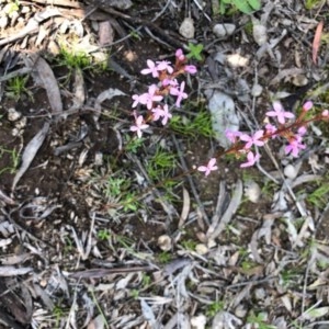 Stylidium graminifolium at Forde, ACT - 1 Nov 2020