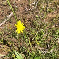 Hypochaeris radicata (Cat's Ear, Flatweed) at Mulligans Flat - 1 Nov 2020 by JasonC