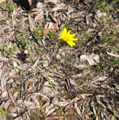 Hypochaeris radicata at Forde, ACT - 1 Nov 2020