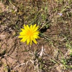 Microseris walteri (Yam Daisy, Murnong) at Forde, ACT - 1 Nov 2020 by JasonC