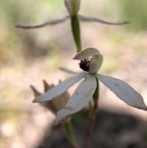 Caladenia cucullata at Forde, ACT - 1 Nov 2020