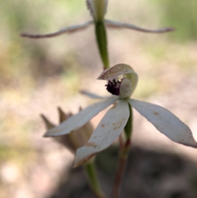 Caladenia cucullata (Lemon Caps) at Forde, ACT - 1 Nov 2020 by JasonC