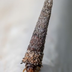 Psychidae (family) IMMATURE (Unidentified case moth or bagworm) at Hackett, ACT - 2 Nov 2020 by Boagshoags