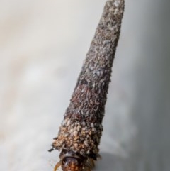 Psychidae (family) IMMATURE (Unidentified case moth or bagworm) at Hackett, ACT - 1 Nov 2020 by Boagshoags