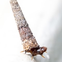 Psychidae (family) IMMATURE at Hackett, ACT - 2 Nov 2020