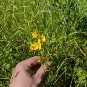 Bulbine bulbosa at Felltimber Creek NCR - 2 Nov 2020 03:20 PM