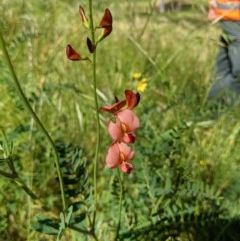 Swainsona galegifolia (Darling Pea) at Wodonga - 2 Nov 2020 by ChrisAllen