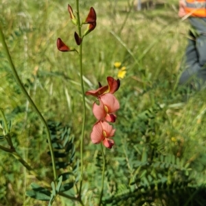 Swainsona galegifolia at West Wodonga, VIC - 2 Nov 2020 03:19 PM