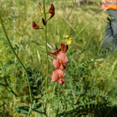 Swainsona galegifolia (Darling Pea) at West Wodonga, VIC - 2 Nov 2020 by ChrisAllen