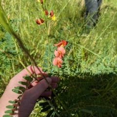 Swainsona galegifolia at West Wodonga, VIC - 2 Nov 2020 03:19 PM