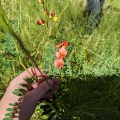 Swainsona galegifolia at West Wodonga, VIC - 2 Nov 2020