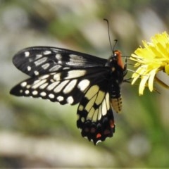 Papilio anactus (Dainty Swallowtail) at Black Mountain - 2 Nov 2020 by JohnBundock
