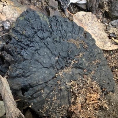 Sanguinoderma rude (Red-staining Stalked Polypore) at Black Range, NSW - 2 Nov 2020 by StephH