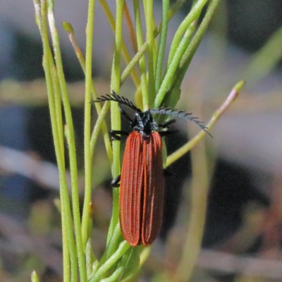 Porrostoma sp. (genus) (Lycid, Net-winged beetle) at O'Connor, ACT - 1 Nov 2020 by ConBoekel