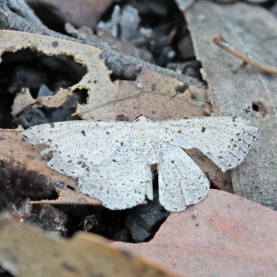 Taxeotis intextata (Looper Moth, Grey Taxeotis) at Dryandra St Woodland - 1 Nov 2020 by ConBoekel