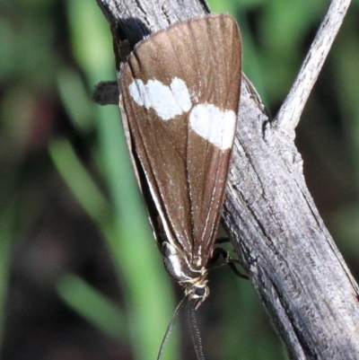 Nyctemera amicus (Senecio Moth, Magpie Moth, Cineraria Moth) at O'Connor, ACT - 1 Nov 2020 by ConBoekel