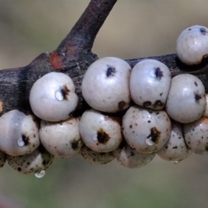 Cryptes baccatus at Uriarra Village, ACT - 2 Nov 2020