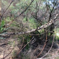 Cryptes baccatus at Uriarra Village, ACT - 2 Nov 2020