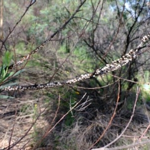 Cryptes baccatus at Uriarra Village, ACT - 2 Nov 2020