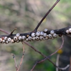 Cryptes baccatus at Uriarra Village, ACT - 2 Nov 2020