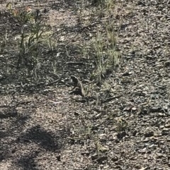 Pogona barbata (Eastern Bearded Dragon) at Bruce Ridge - 2 Nov 2020 by MattFox