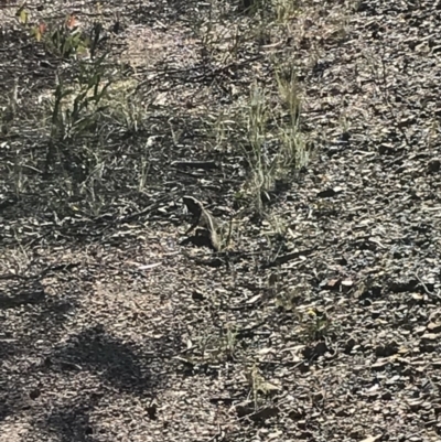 Pogona barbata (Eastern Bearded Dragon) at Bruce Ridge - 2 Nov 2020 by MattFox