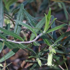 Billardiera scandens (Hairy Apple Berry) at O'Connor, ACT - 2 Nov 2020 by ConBoekel