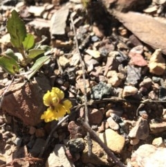 Goodenia hederacea (Ivy Goodenia) at O'Connor, ACT - 2 Nov 2020 by MattFox