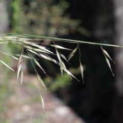 Rytidosperma pallidum (Red-anther Wallaby Grass) at Dryandra St Woodland - 1 Nov 2020 by ConBoekel