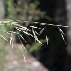 Rytidosperma pallidum at O'Connor, ACT - 2 Nov 2020