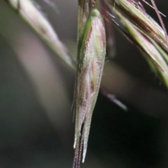 Rytidosperma pallidum at O'Connor, ACT - 2 Nov 2020