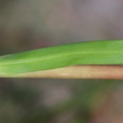 Rytidosperma pallidum at O'Connor, ACT - 2 Nov 2020