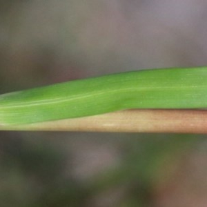 Rytidosperma pallidum at O'Connor, ACT - 2 Nov 2020