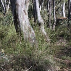 Rytidosperma pallidum at O'Connor, ACT - 2 Nov 2020 09:02 AM