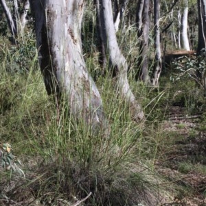 Rytidosperma pallidum at O'Connor, ACT - 2 Nov 2020