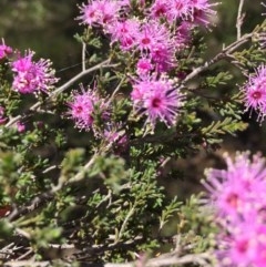 Kunzea parvifolia (Violet Kunzea) at Farrer Ridge - 1 Nov 2020 by Tapirlord