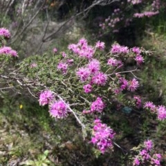 Kunzea parvifolia at Farrer, ACT - 1 Nov 2020 12:11 PM