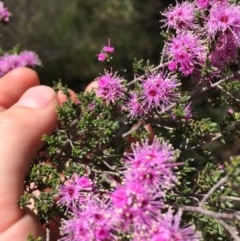 Kunzea parvifolia at Farrer, ACT - 1 Nov 2020 12:11 PM