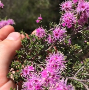 Kunzea parvifolia at Farrer, ACT - 1 Nov 2020