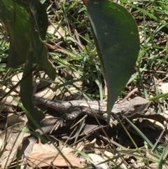 Amphibolurus muricatus (Jacky Lizard) at Farrer Ridge - 1 Nov 2020 by Tapirlord