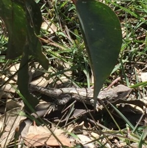 Amphibolurus muricatus at Farrer, ACT - 1 Nov 2020