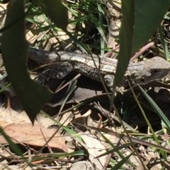 Amphibolurus muricatus at Farrer, ACT - 1 Nov 2020 12:03 PM