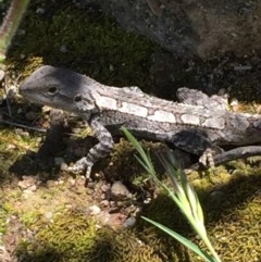 Amphibolurus muricatus at Farrer, ACT - 1 Nov 2020 12:03 PM