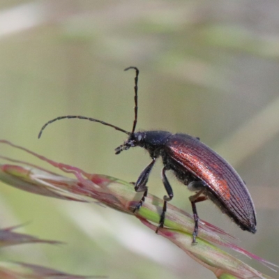 Homotrysis cisteloides (Darkling beetle) at Dryandra St Woodland - 1 Nov 2020 by ConBoekel