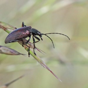 Homotrysis cisteloides at O'Connor, ACT - 2 Nov 2020