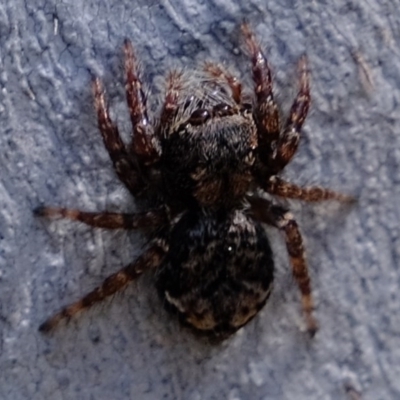 Servaea sp. (genus) (Unidentified Servaea jumping spider) at Uriarra Village, ACT - 2 Nov 2020 by Kurt