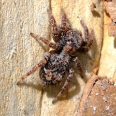 Servaea sp. (genus) at Uriarra Village, ACT - 2 Nov 2020 03:30 PM