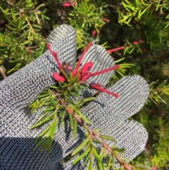 Grevillea juniperina (Grevillea) at Farrer Ridge - 1 Nov 2020 by Tapirlord