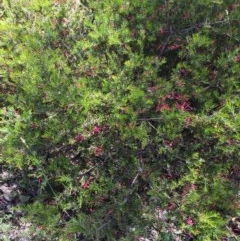 Grevillea juniperina at Farrer, ACT - 1 Nov 2020